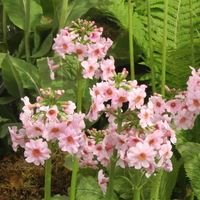 Primula japonica 'Apple Blossom'